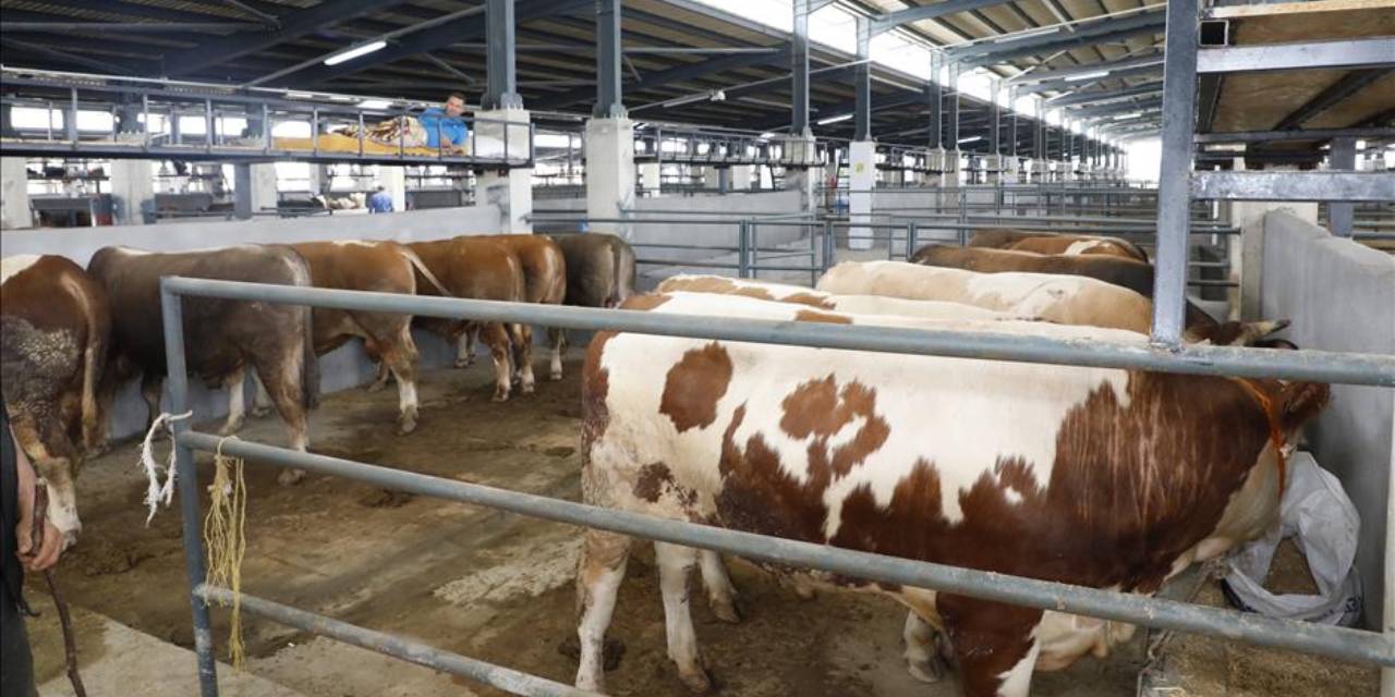 Bayram öncesi şap alarmı: Hayvan pazarı kapatıldı