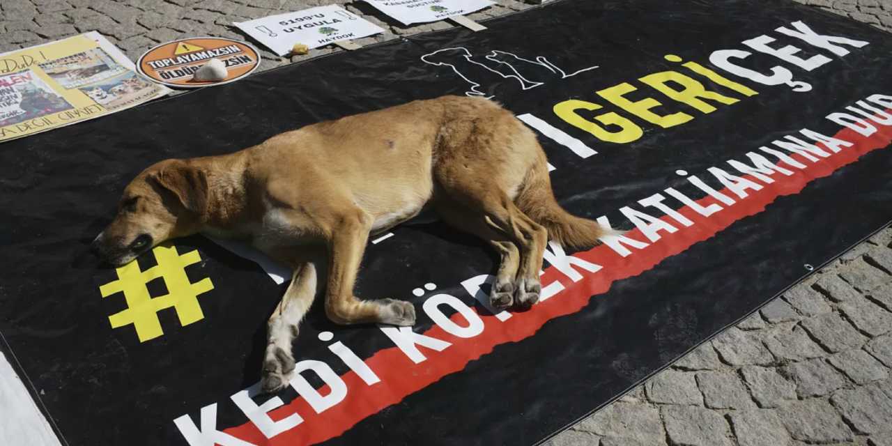 HKP, Uluslararası Hayvan Hakları Mahkemesi’ne başvurdu