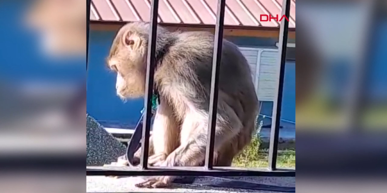 Muğla'yı karıştıran maymun yakalandı! Muzlu son