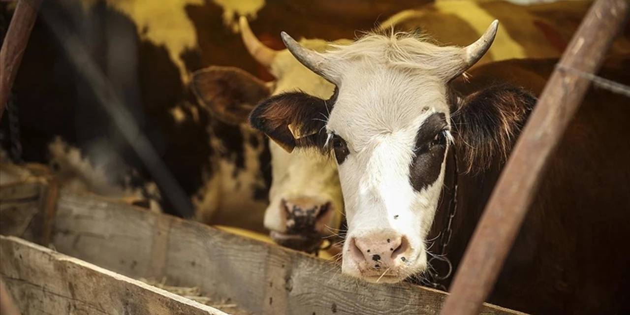 Kurban Bayramı tatili 9 gün mü olacak?