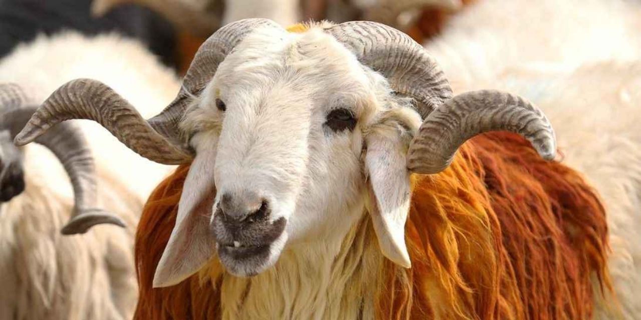 Asgari ücretlinin kurbanda ne alabileceği belli oldu