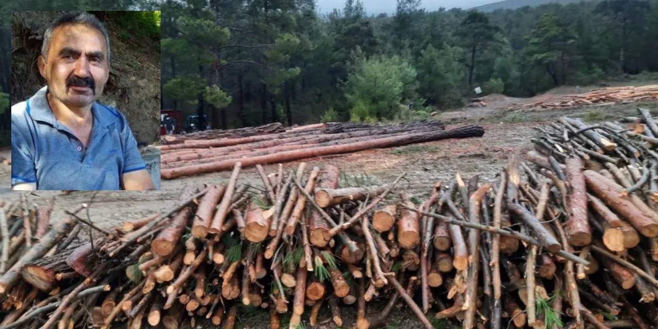 Ağaç kesimi ölümle bitti