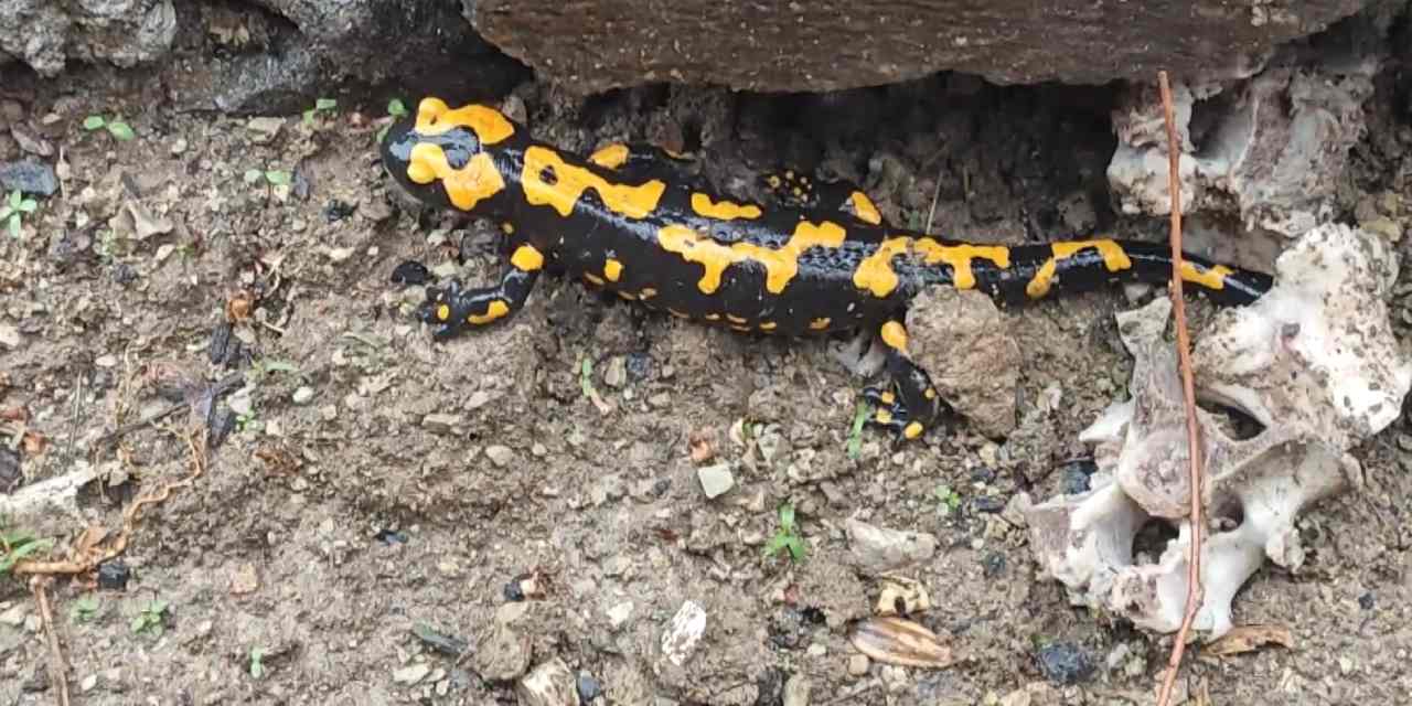 Nesli tükeniyor! Büyüleyici Türk semenderi görüldü