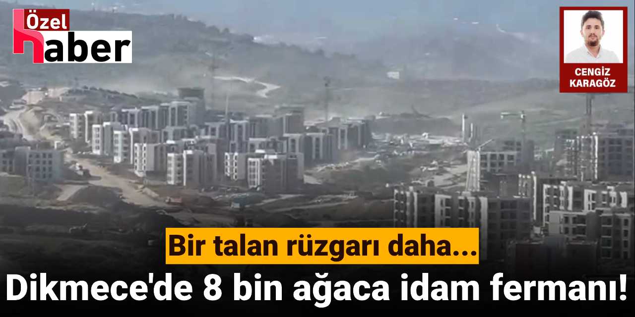 Dikmece'de bir talan rüzgarı daha: 8 bin zeytin ağacına idam fermanı!