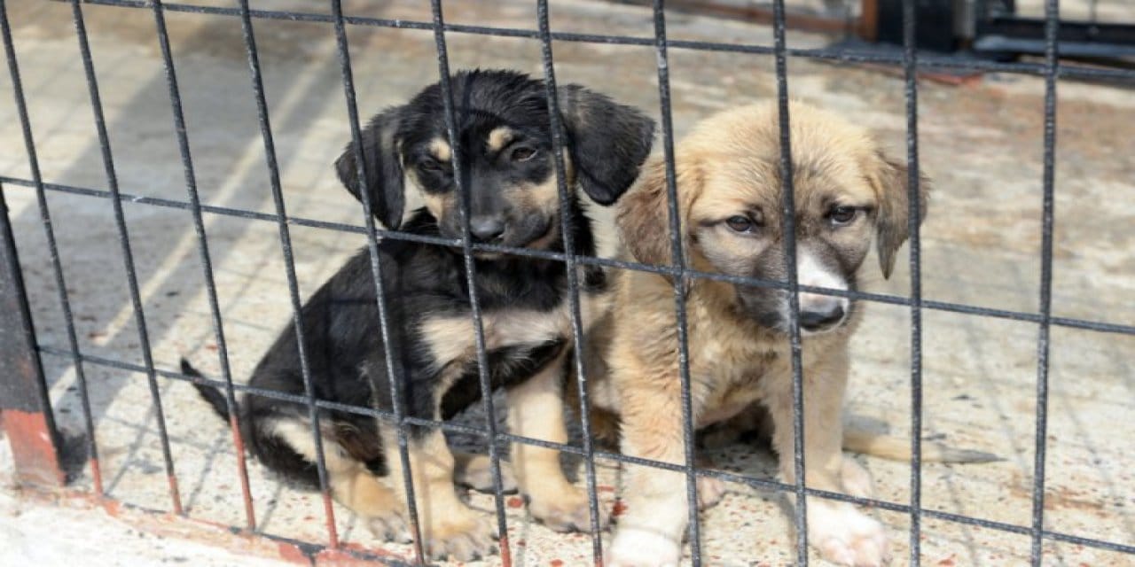 Barınak mı yoksa ölüm kampları mı?! Poşetlenmiş canlar çöplüğe atılan hayatlar
