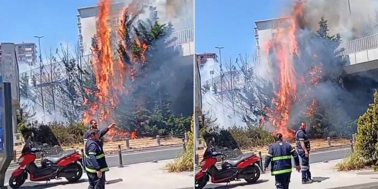 Beşiktaş’ta korkutan yangın! Ağaçlar alev alev yandı