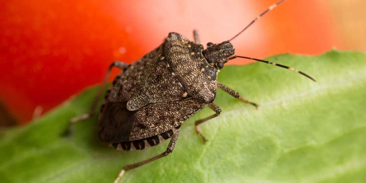 Önce don şimdi de kokarca! Meyve sebze alarm veriyor