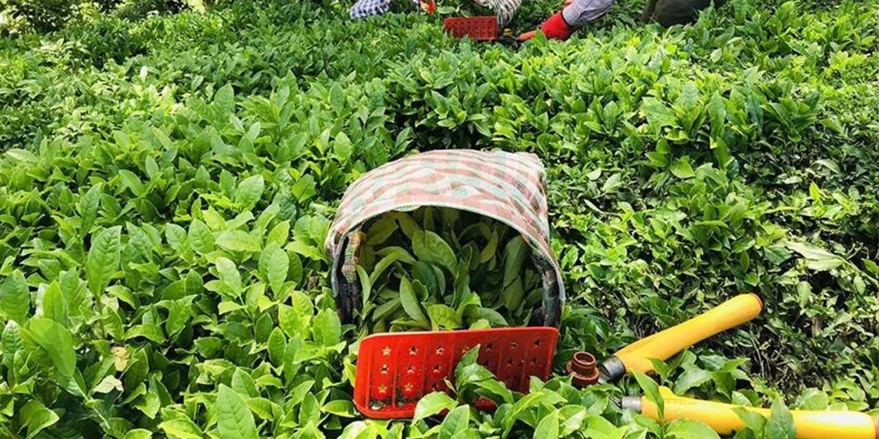 CHP'li Suiçmez'den çay fiyatlarına tepki