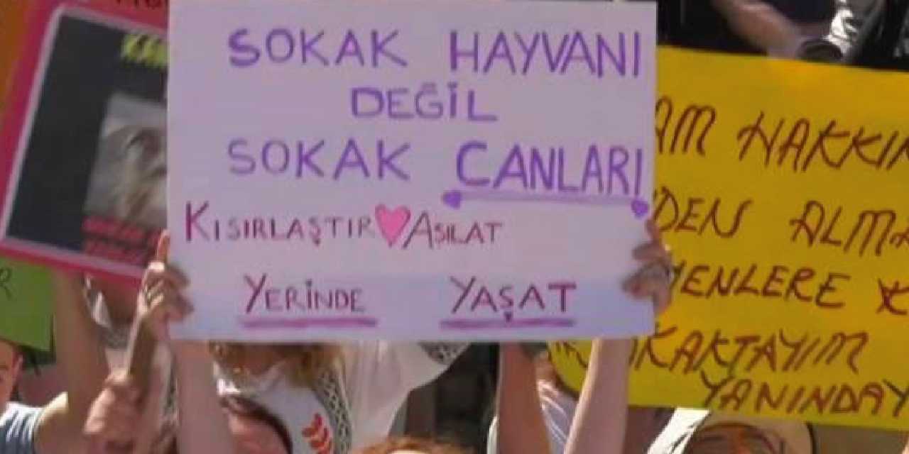 Barınakta hayvanların öldürüldüğü iddiası: Hayvanseverler nöbete başladı!