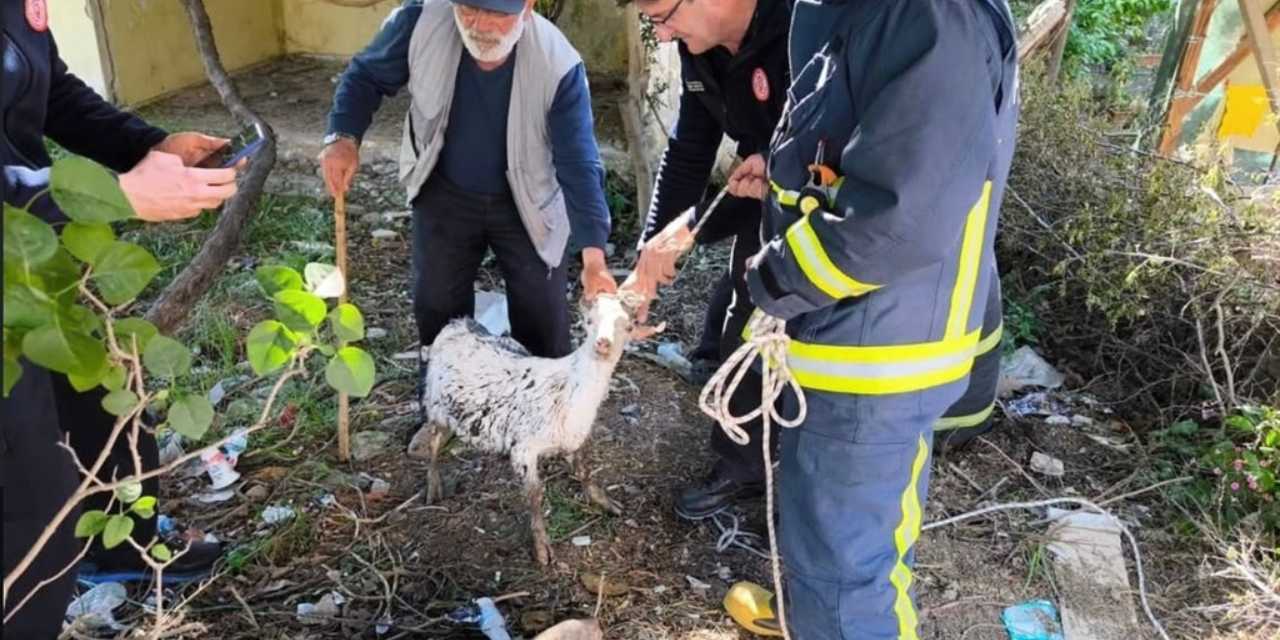 Yalova’da itfaiye ekiplerinden keçi kurtarma operasyonu