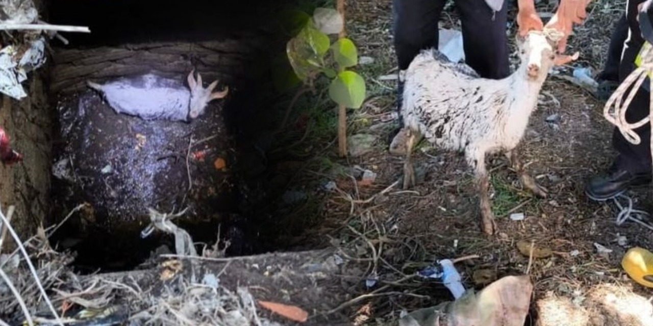 Haylaz keçi itfaiye “maa”rifetiyle kurtarıldı