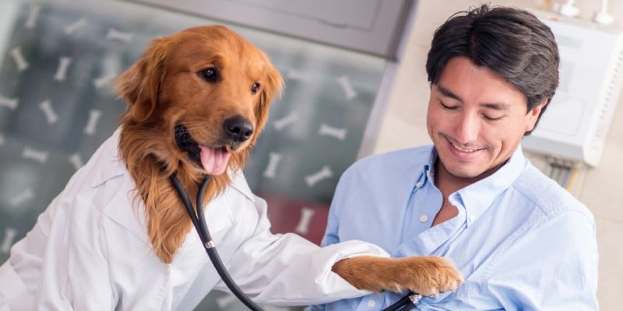 Ağrısız ve ucuz  test! Köpekler kanser belirtisi vermeden hastalığı buluyor!