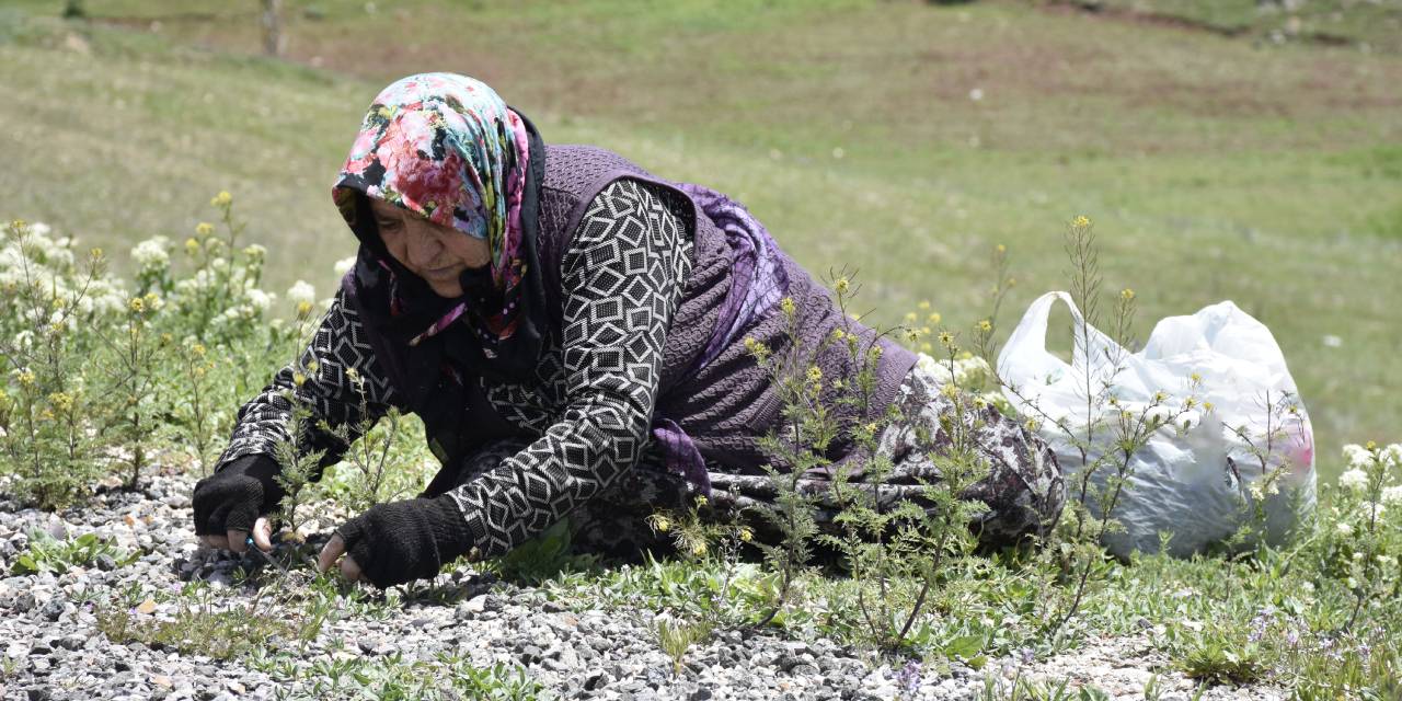Kadınlar köy köy gezip topluyor: Kilosu 150 liradan satılıyor