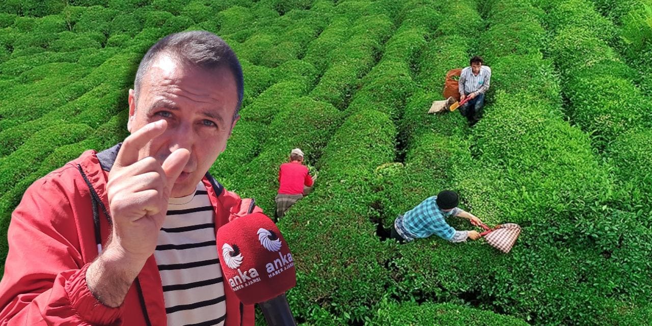 Çay üreticisi böyle isyan etti! "Bir paket cips kadar değerimiz yok mu?"