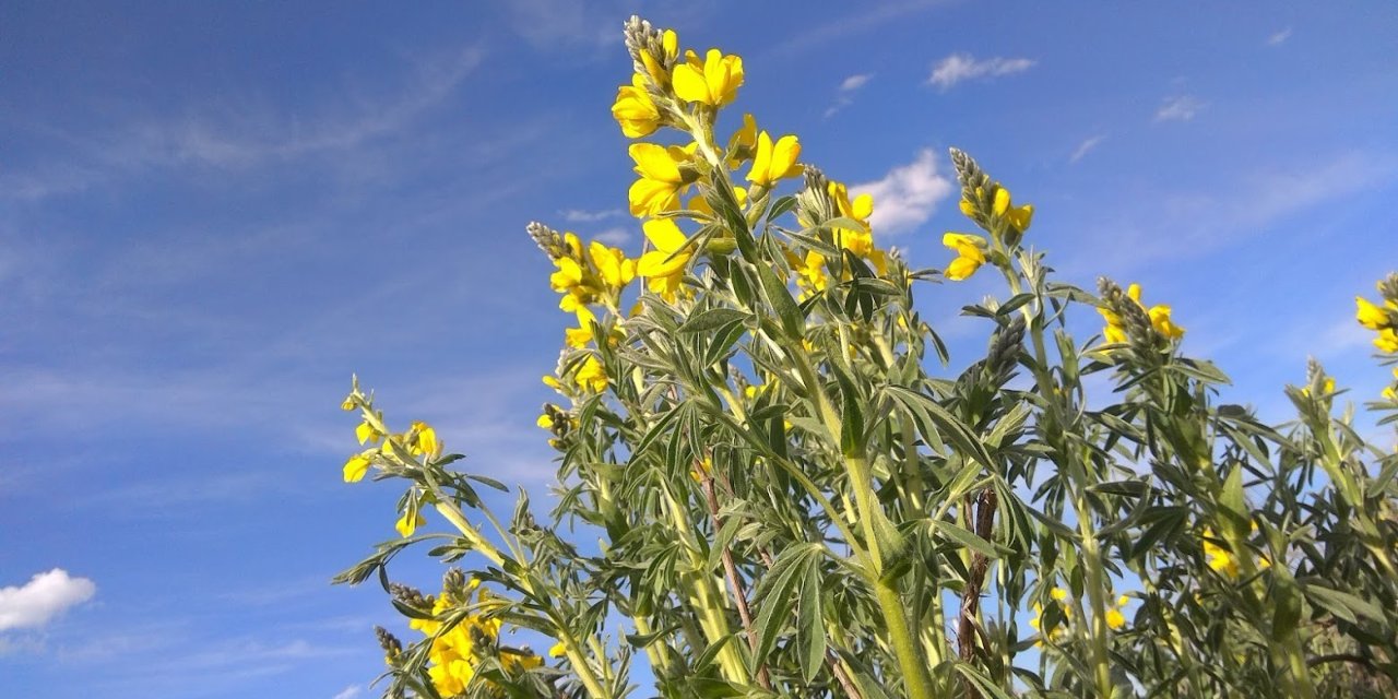 "Eber sarısı"nın 557 bin 212 lira cezası var