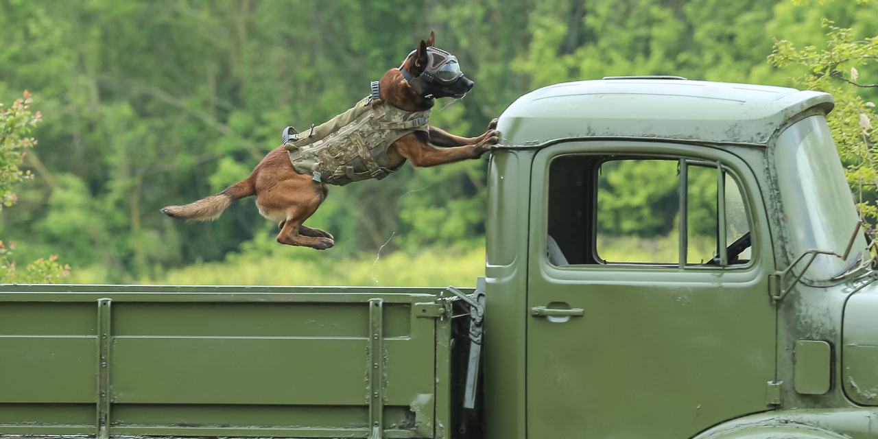Patlayıcıları saniyeler içinde buluyorlar: Bursa’da eğitiliyorlar