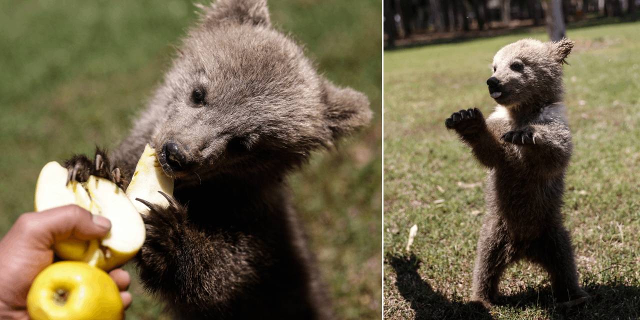 Taş Devri’nden ilham: ‘Fred’ ve ‘Barney’ doğaya hazırlanıyor