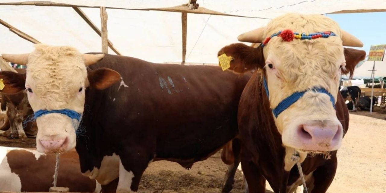 Kurbanlık seçmek için hayvan pazarına akın ediyolar