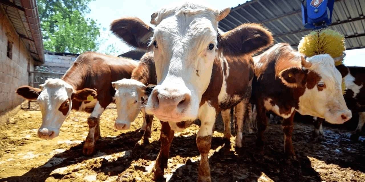 İBB’den bayram düzenlemesi: Kurban kesimi için randevu sistemi başlıyor