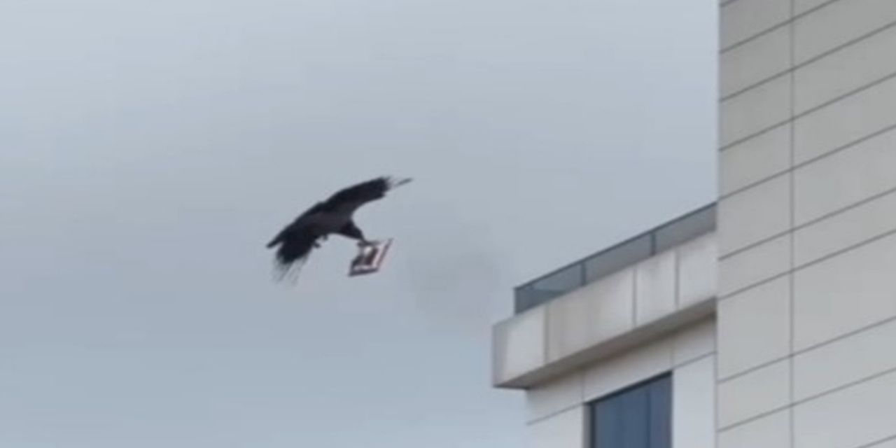 Cips seçen karga, esnaftan uyarı aldı: Çok acılı alma yakar seni