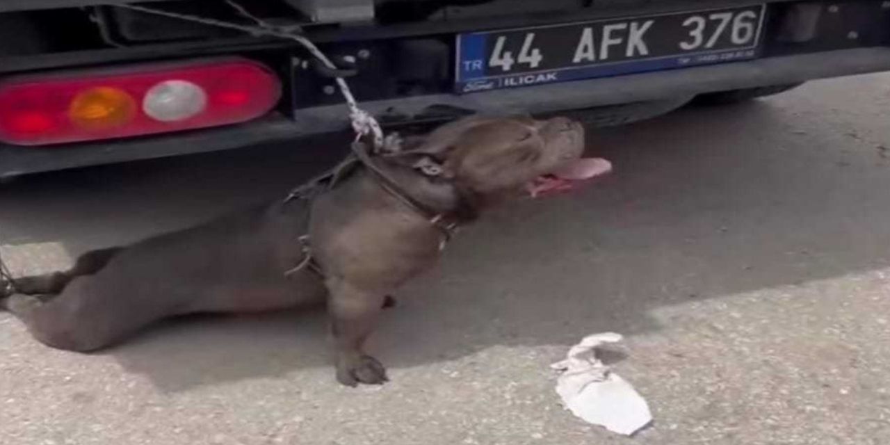 Pitbull saldırısına uğrayan kadın yaralandı
