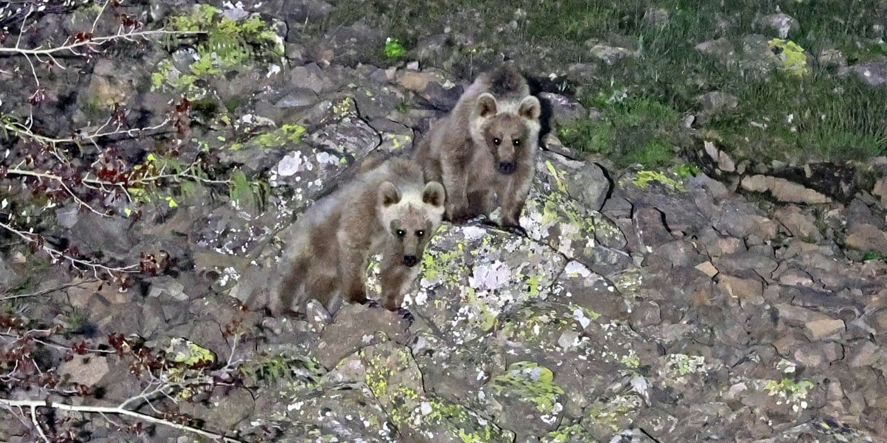 Bitlis'te Kış uykusundan uyanan ayılar görüntülendi