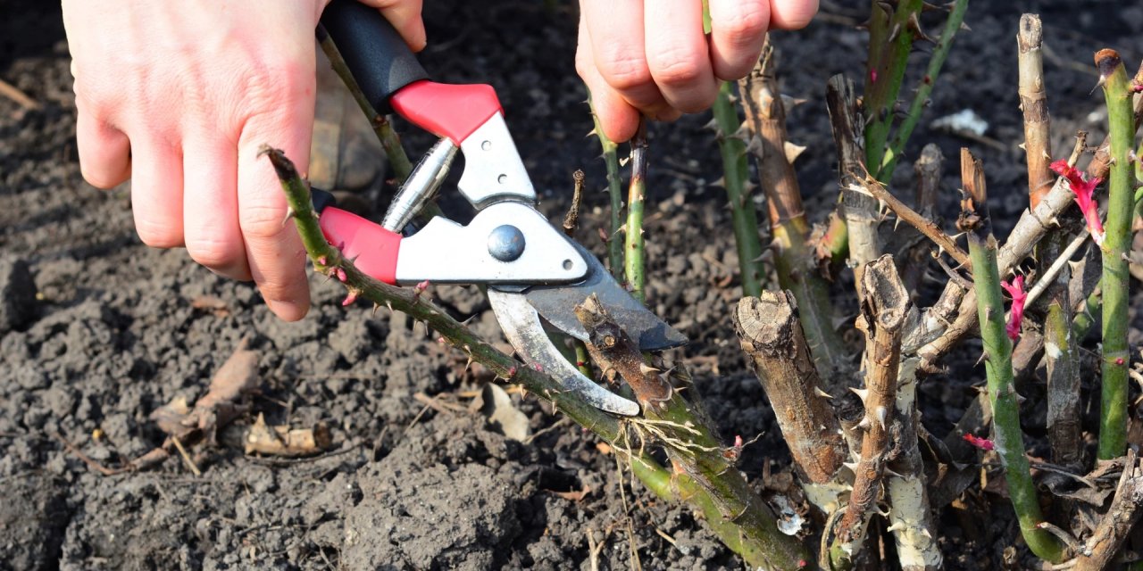Deneyimli bahçıvanlar yaz çeliklerini nasıl çoğaltırlar?
