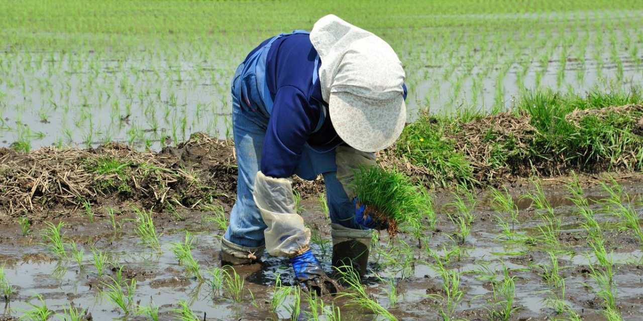 Japonya'da pirinç krizi: Bu sefer istifa gelmedi