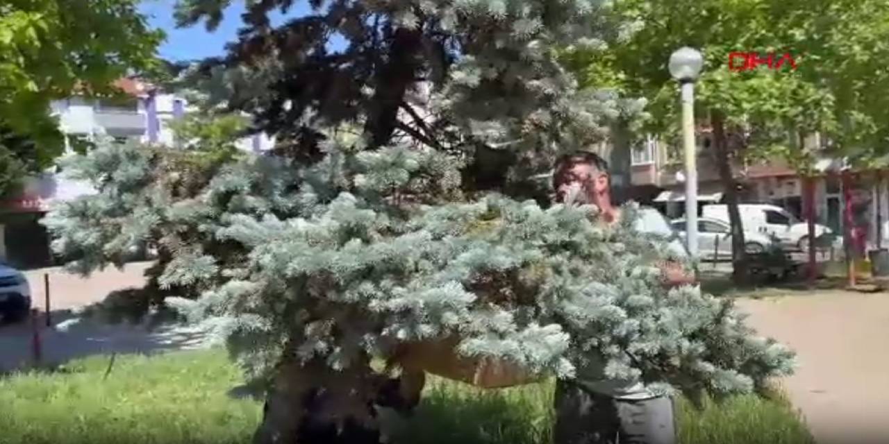 Kraliçe arıyı görmek için korkusuzca oğula girdi