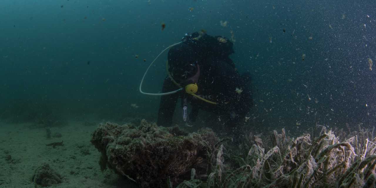 Çanakkale Boğazı'nda müsilaj: Koruma altındaki sert mercanlar tehdit altında!