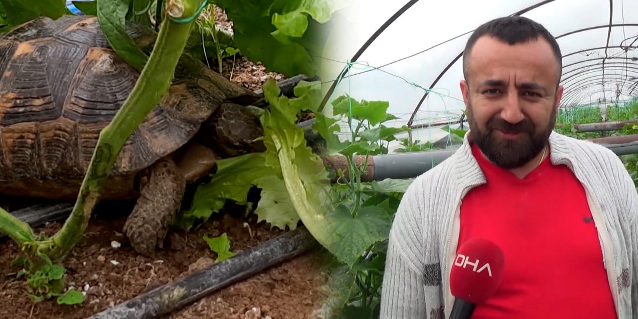 Kaplumbağaları terbiye etmeye çalışan çiftçi başarısız oldu