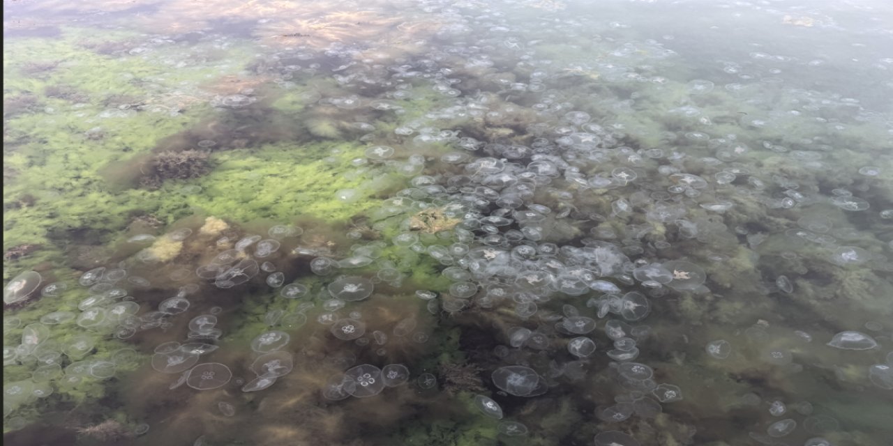 Sinop’u istila etiler!