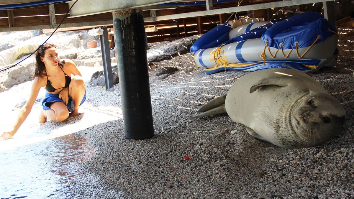 Bodrum'da, Akdeniz fokunu 'denize giremiyoruz' diyerek belediyeye şikayet ettiler