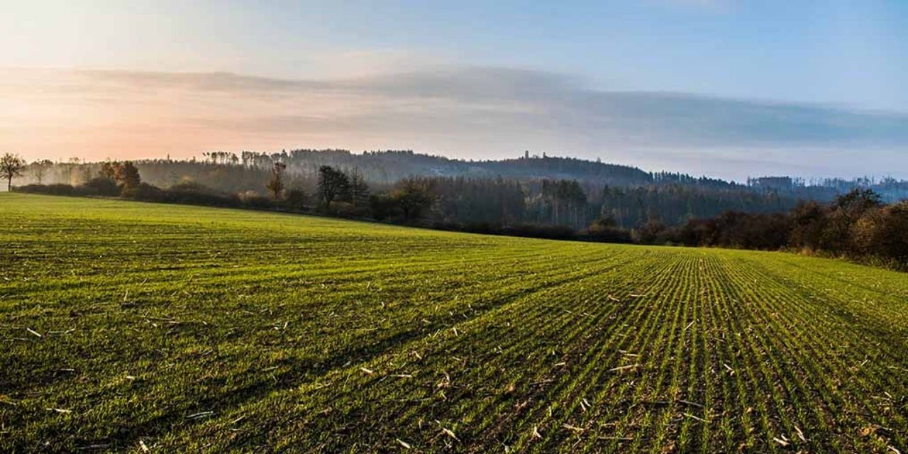 Aydın'da tonlarca üretildi: Tanesi 70 liradan alıcısını buluyor