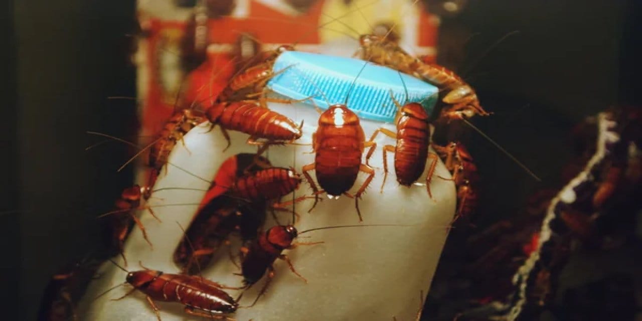 Hamam böceği sütü geleceğin süper gıdası olabilir! Ama siz dener misiniz?