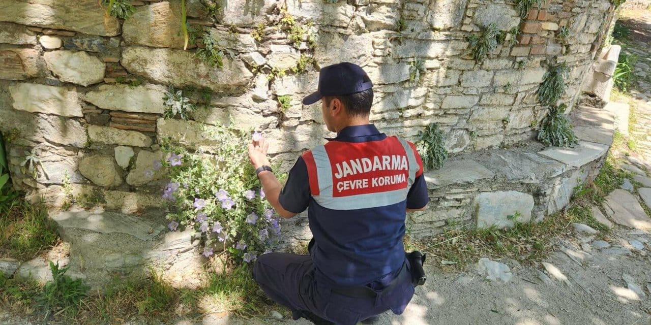 Aydın'da jandarma seferber oldu: Bu çiçeği koparan yandı!