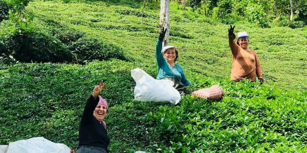 Fındıklı Ziraat Odası Başkanı Özsoy: Yaş çay alımında çiftçiye 5 lira şartlı destekleme verilsin