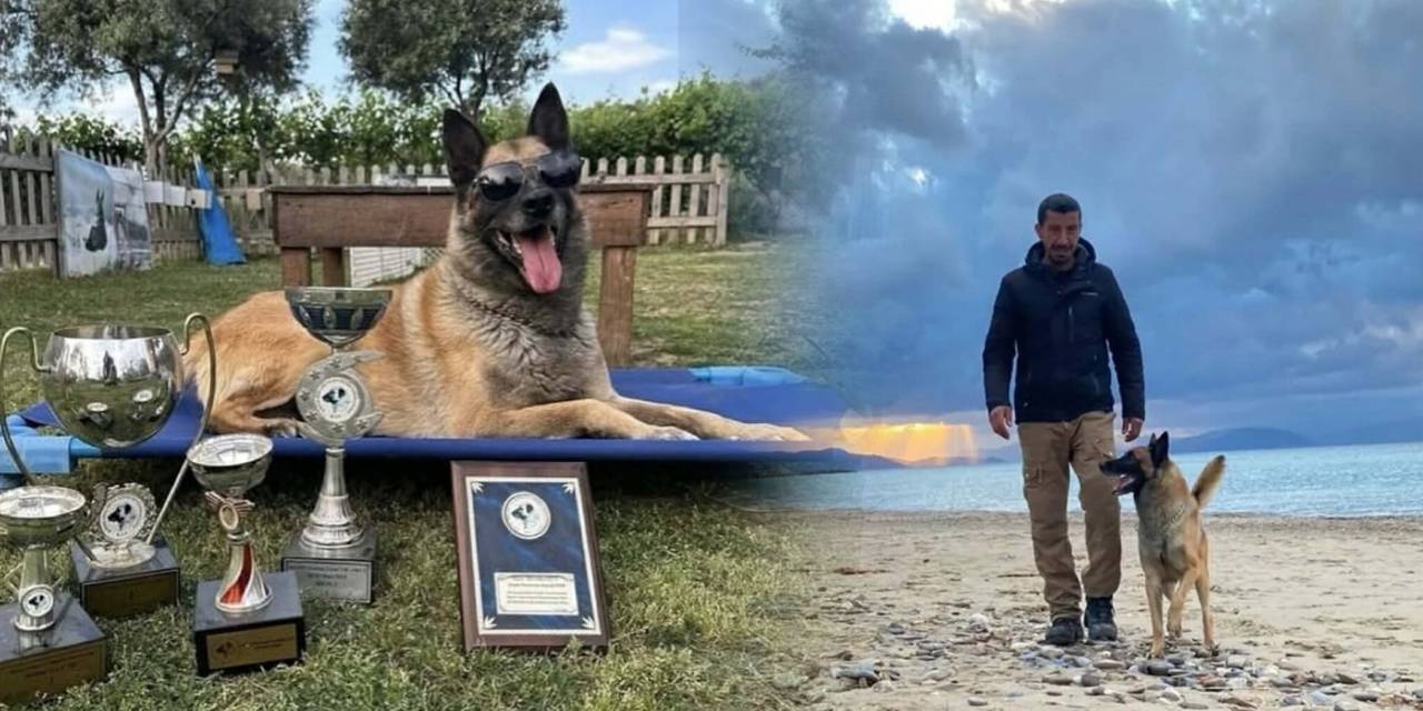 Kahraman köpek ‘Bob’ öldü: Eğitmeninden duygusal paylaşım