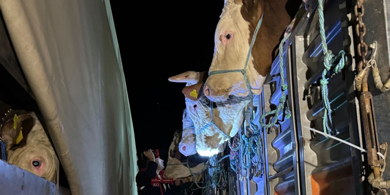 İstanbul'a kurbanlık hayvan girişleri başladı