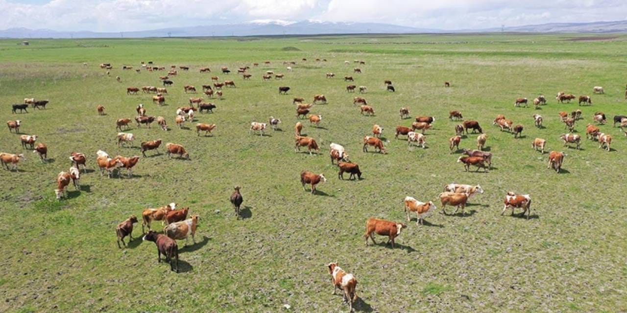 Yüzlerce kaçak kurban böyle ortaya çıktı
