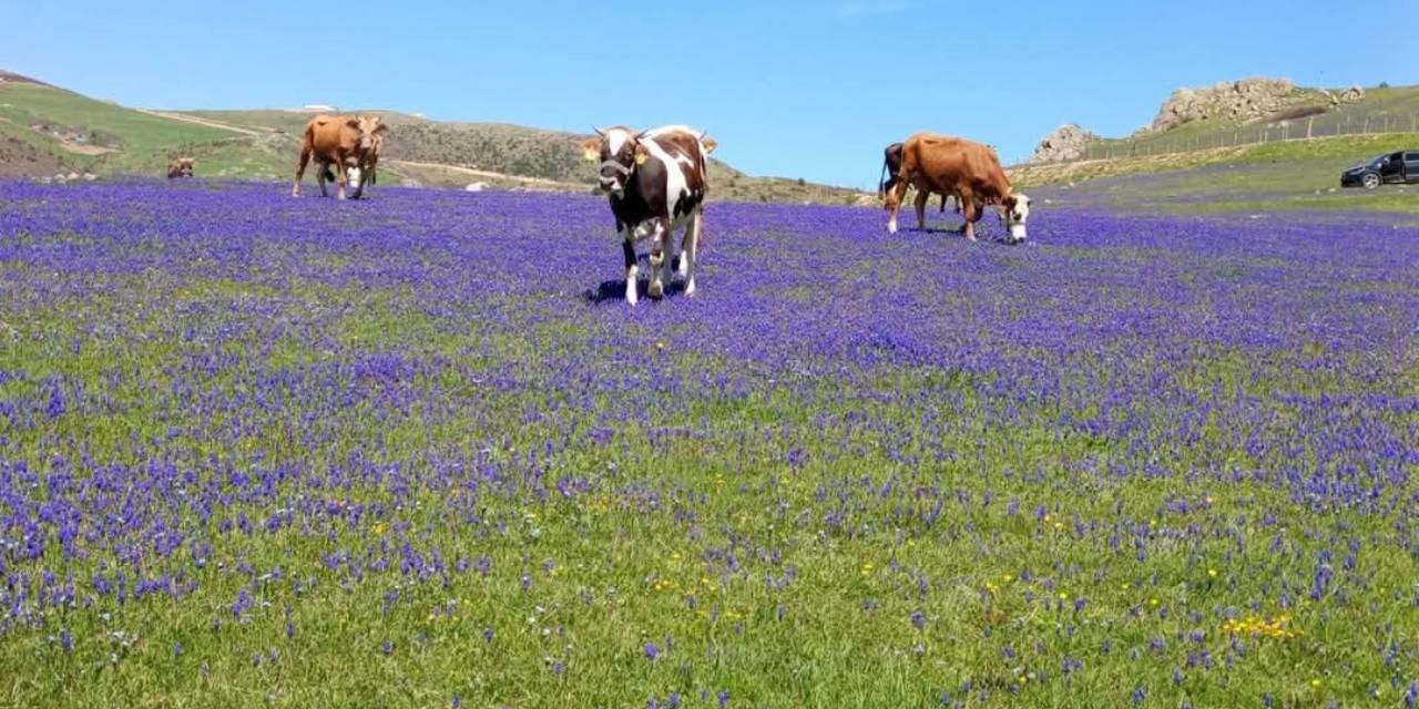 Ordu'nun zirvesinde keşfedilmeyi bekleyen cennet: Turistleri bekliyoruz