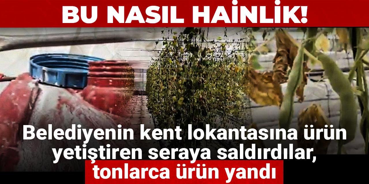 Bu nasıl hainlik! Belediyenin kent lokantasına ürün yetiştiren seraya saldırdılar