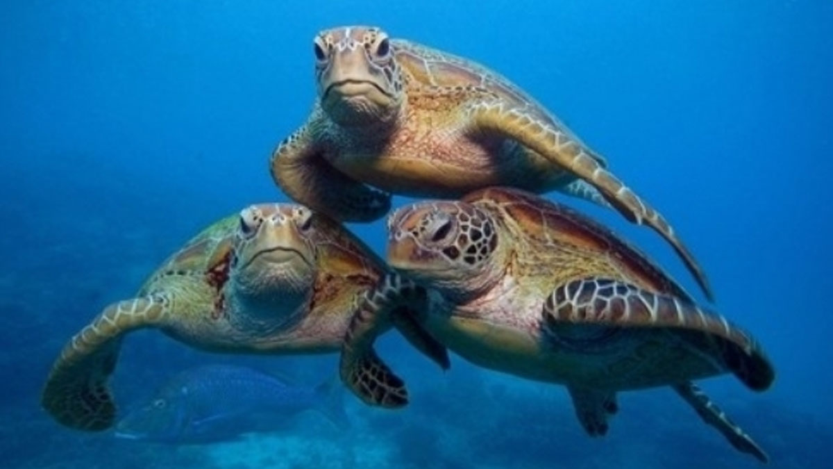 Antalya'da 9 deniz kaplumbağası öldü: Ölüm nedeni insanlar