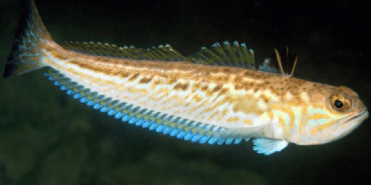 Bu balığa dokunanın kolları çürüyor: Yazın denize girecekleri uyardı