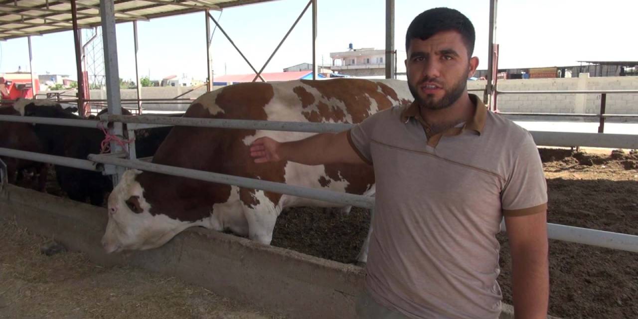 1 ton 400 kiloluk 'Yusuf' alıcısını bekliyor