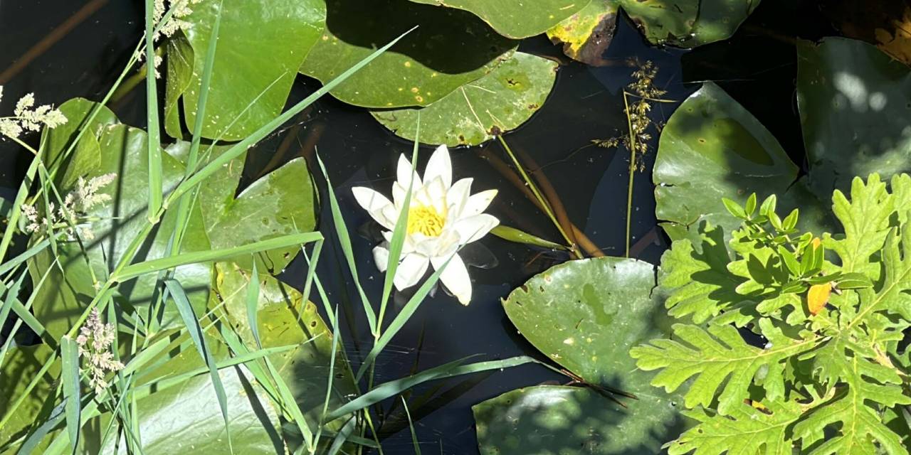 Bu çiçeği sakın koparmayın! Servete mal oluyor