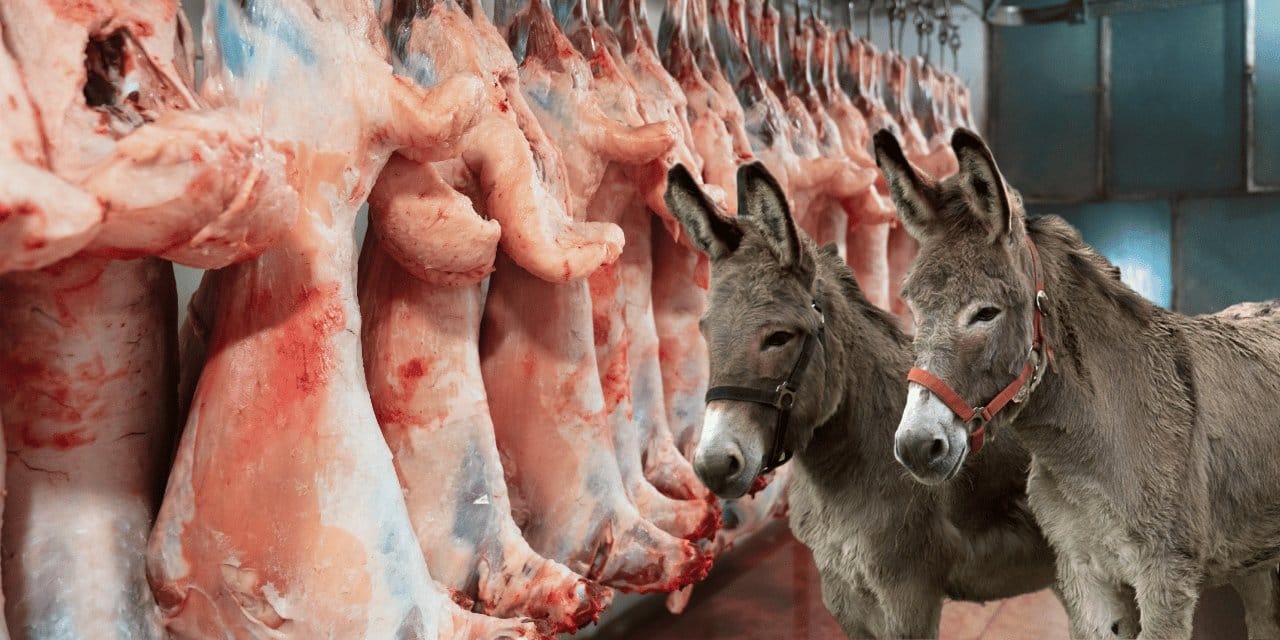 Kasap, atı eşeği kesip kesip yedirmiş!