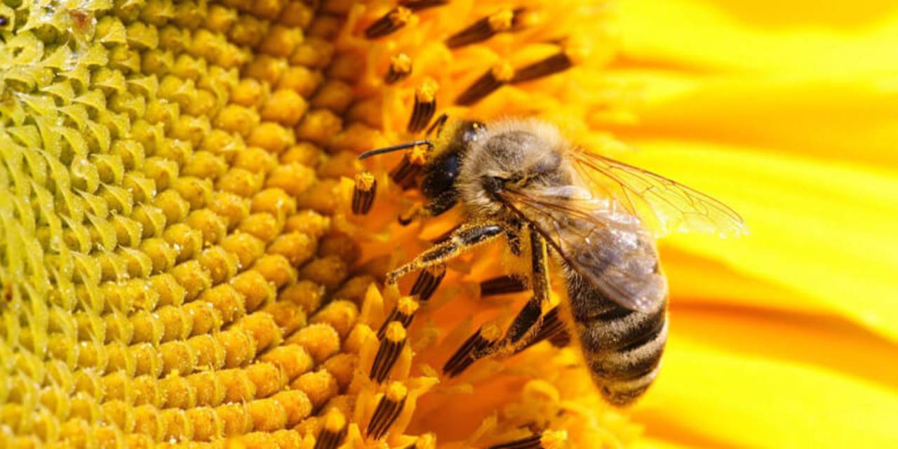 Türkiye'de bu da oldu: Balcının arılarını haciz koyup götürdüler