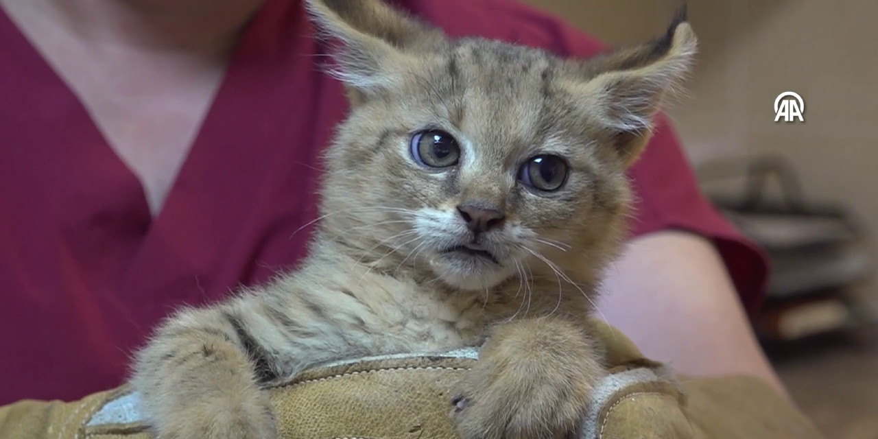 Bu vahşi güzellik tehlike altında... Gözleri ile konuştu