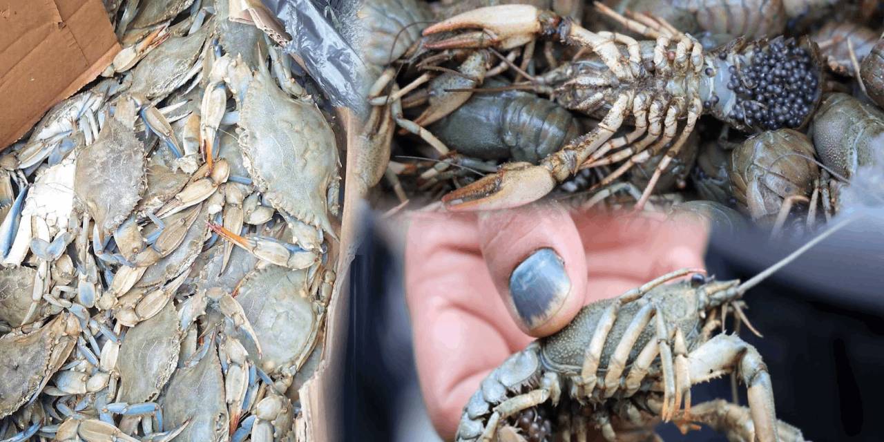 Yasak av, kolilere saklandı! Terminalde 340 kilo canlı ele geçti